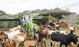 Hành trình vượt nghèo khó của thanh niên người Mông nơi rẻo cao Tây Bắc