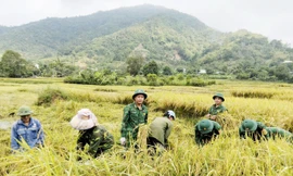 Tuổi trẻ Biên phòng Sơn La giúp dân thu hoạch lúa, ngô tránh thời tiết bất thường