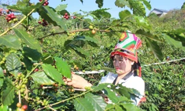 Hành trình từ nương đồi bạc màu đến cuộc sống ấm no của nông dân Sơn La