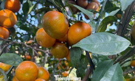 Thủ phủ cam Cao Phong 