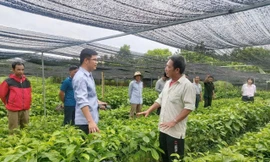 Chàng trai người Mường khởi nghiệp thành công với số vốn 15 triệu đồng