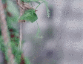 Ngoài ra, để tạo ra cảnh hôn, nhằm thúc đẩy tình cảm của nhân vật, các đạo diễn đã sáng tạo nên tình tiết phi logic, đi ngược lại với định luật vật lý. Cảnh phim trong Chỉ là quan hệ hôn nhân và Ông chồng quốc dân từng trở thành chủ đề khiến người xem chê cười khi phát sóng.