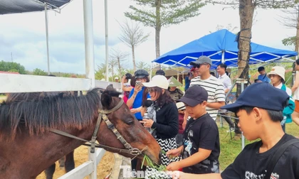 Tết năm ngựa, chen nhau cưỡi ngựa lấy hên
