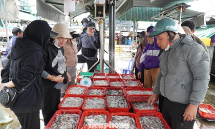 Ngư dân miền Trung trúng 'lộc' mực nháy dịp áp Tết