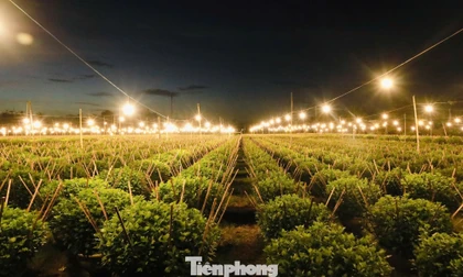 Biến đêm thành ngày ở ‘thủ phủ’ hoa cúc miền Trung