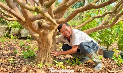 Cận cảnh cụ mai 70 năm độc nhất vô nhị được ‘hét giá’ 3,5 tỷ đồng