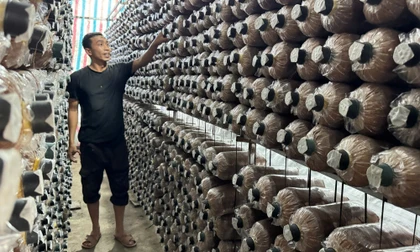 Từ gian khó vươn lên, nông dân Quảng Ngãi mở lối thoát nghèo nhờ trồng nấm bào ngư