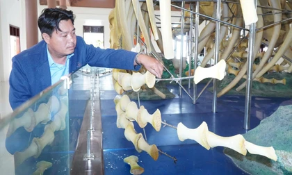 Hiện trạng hai bộ 'ngọc cốt' cá Ông lớn nhất Việt Nam ở Lý Sơn