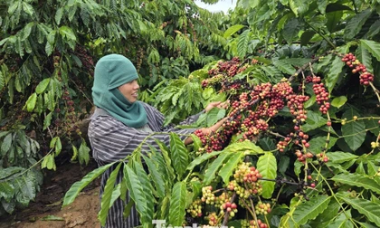 Khi người dân vùng cao Quảng Ngãi tự lực mở lối thoát nghèo