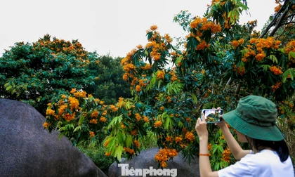 Hoa rì đua nở, nhuộm vàng suối rừng Đà Nẵng