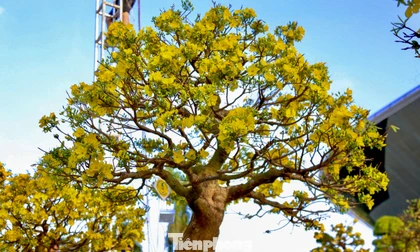 Mai vàng 500 triệu đồng xuống phố 