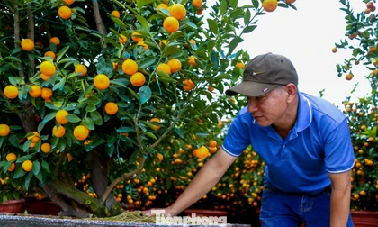 Quất 'khủng' giá hàng chục triệu đồng xuống phố đón Tết