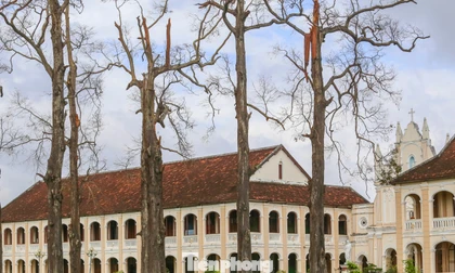 Hàng cây sao trăm năm tuổi xơ xác, bị gió bão quật ngã