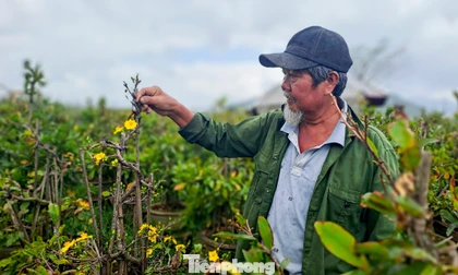 Người dân làng mai nổi tiếng trăn trở vì hoa bung nở dù chưa đến Tết