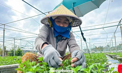 Nông dân làng hoa lớn nhất Đà Nẵng tất bật chăm vụ hoa Tết