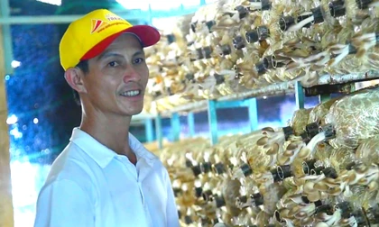 Hành trình hơn 1 thập kỷ của anh nông dân chinh phục cây nấm để thoát nghèo