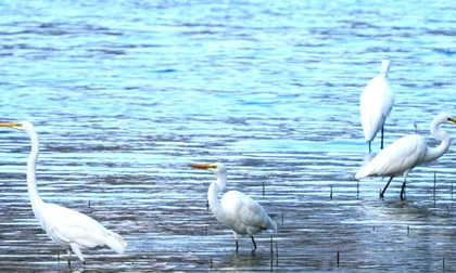 Cò trắng phủ kín một khúc sông Hàn, vẽ bức tranh yên bình giữa lòng Đà Nẵng