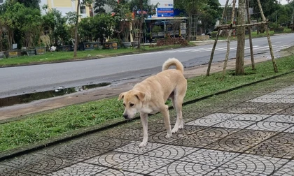Chó nghi dại cắn bé 1 tuổi ở Đà Nẵng rồi bỏ nhà đi, cả làng cảnh giác
