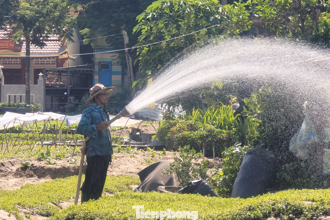 tp-to-hop-phao-hoa-da-nang-7.jpg