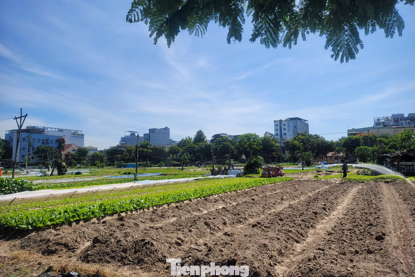tp-to-hop-phao-hoa-da-nang-6.jpg