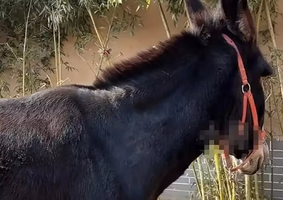 donkey.jpg