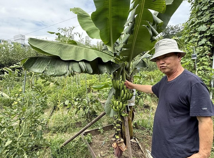 Ông Ma Myung-sun ở Seoul cho biết cây chuối trồng ngoài trời đã ra quả. Ảnh: Lee Hae-rin/ Korea Times. banana.jpg