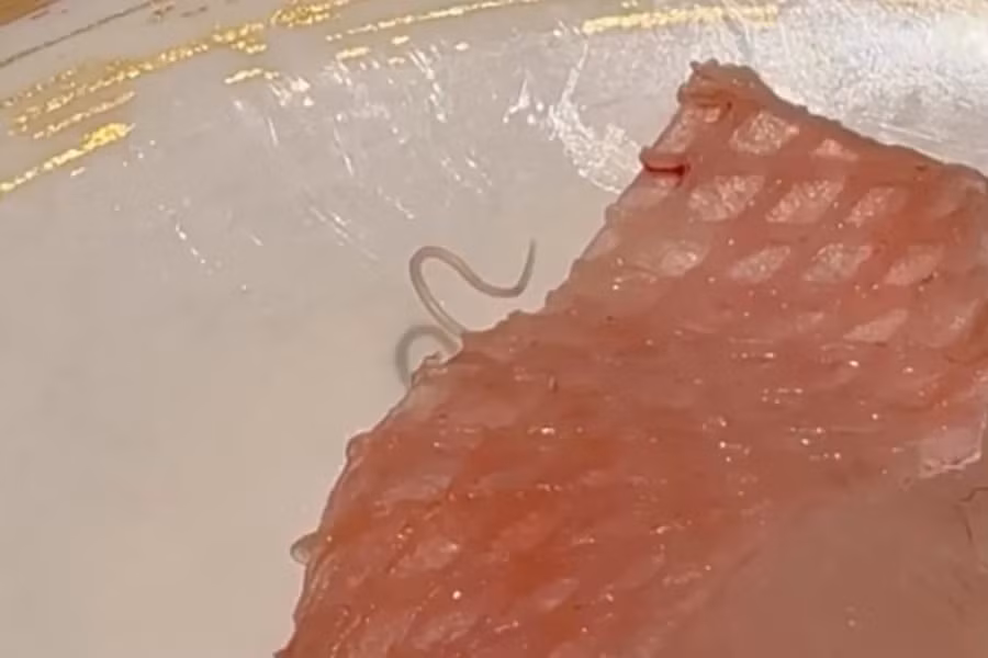 Sinh vật dài và mảnh xuất hiện trong miếng sashimi tại nhà hàng ở Hong Kong