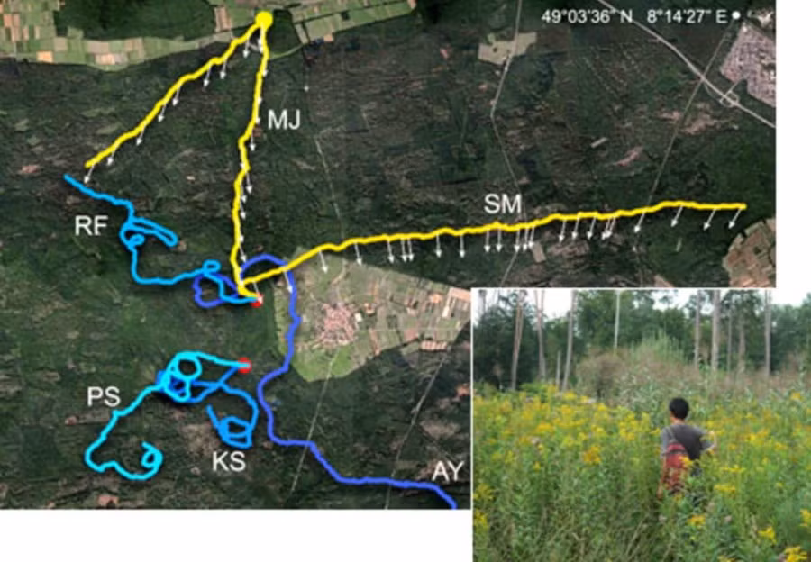 Người đi rừng có thể vô tình đi thành vòng tròn khi mất phương hướng