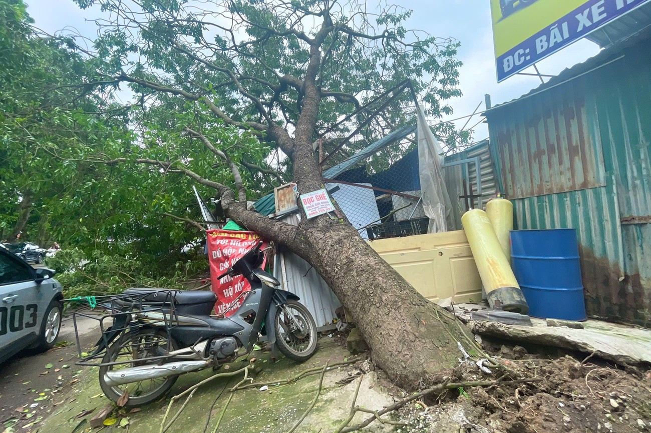 Dông lốc, gió mạnh có thể xảy ra ở Hà Nội do ảnh hưởng của bão số 3 Wipha, có thể làm đổ cây. Ảnh: TPO. tree.jpg
