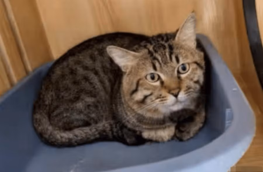 cat.jpg