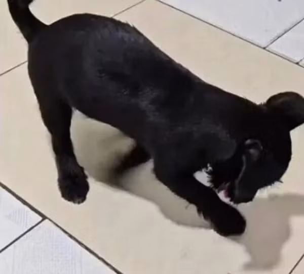 dog.jpg