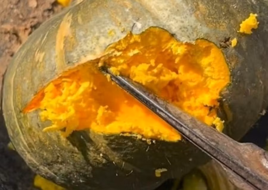 pumpkin.jpg