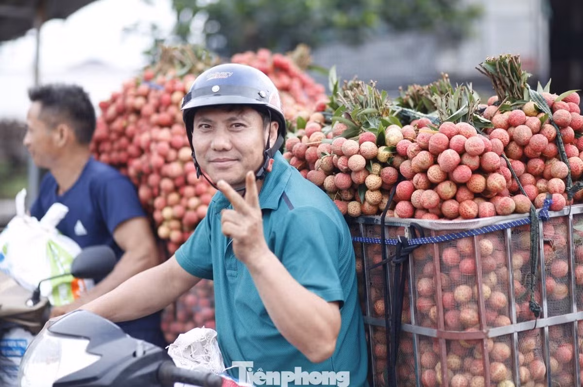 Cây vải thiều và mối liên hệ với thời tiết