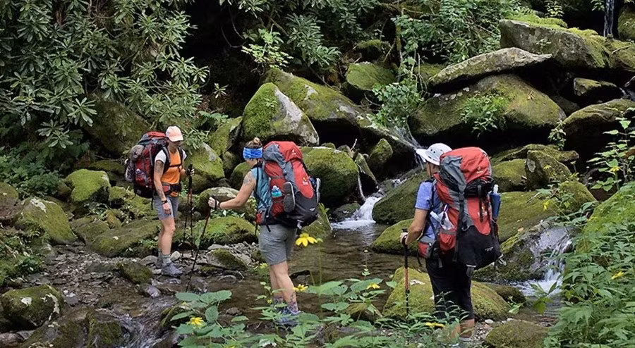 Nhóm người đi trekking trong rừng giữ yên lặng quan sát xung quanh