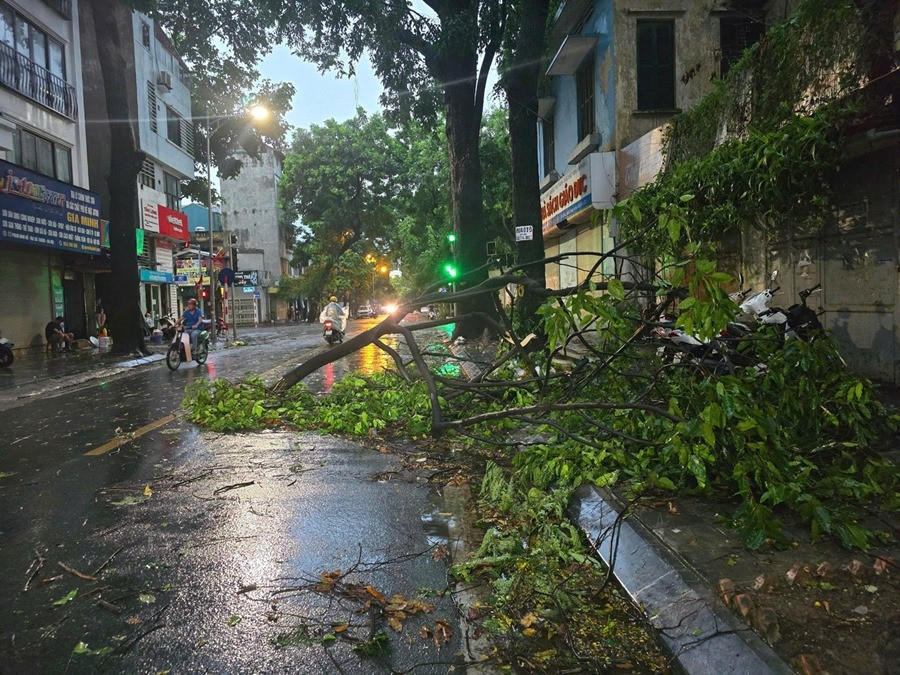 Nhiều cành cây to bị gãy trong mưa dông. Ảnh: TPO. tree.jpg