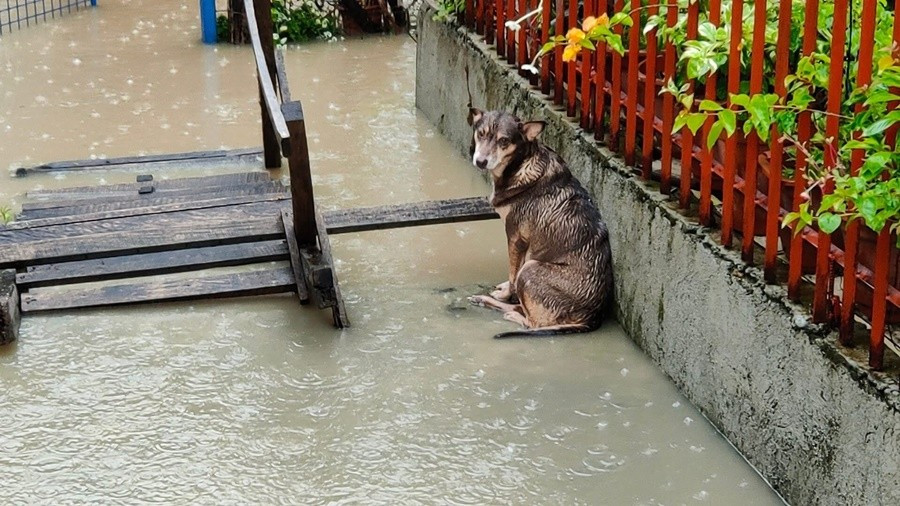 Mưa to ở nhiều nơi thuộc phía Bắc của Philippines do ảnh hưởng của bão Wipha. Ảnh: PWS. dog.jpg