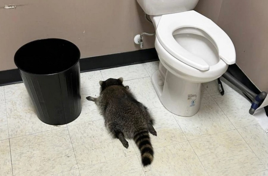 raccoon.jpg