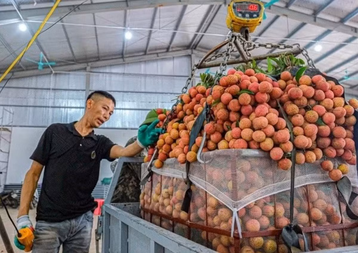 Người dân thu hoạch vải thiều tại miền Bắc