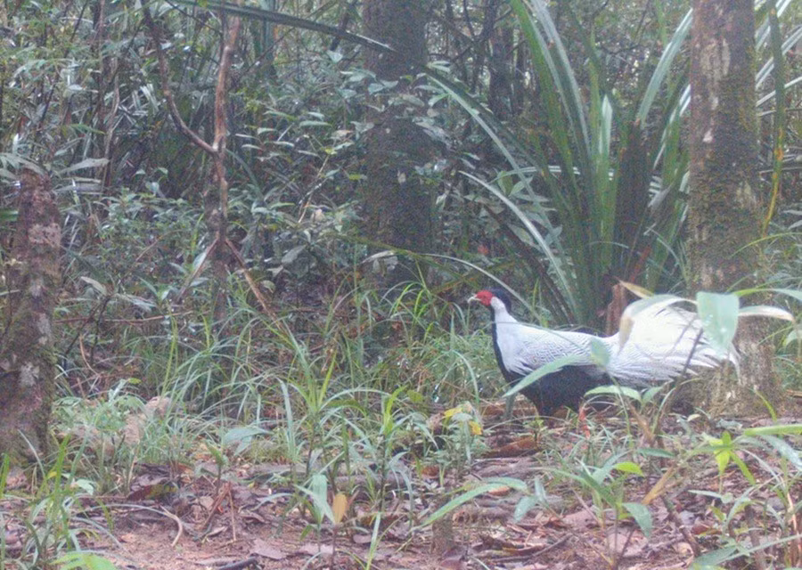 pheasant.jpg