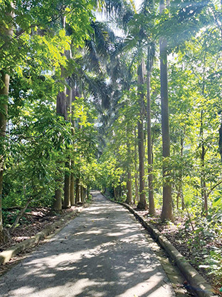 Đường đi trong vườn