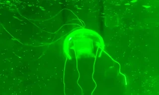 Trung Quốc phát triển robot 'tàng hình' để thăm dò vùng biển sâu