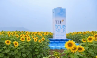 hoa hướng dương