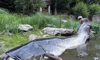 Cần thủ câu được 'quái ngư' cá trê dài gần 2,7 m