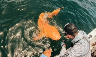 Bí ẩn cá mập màu cam, mắt trắng cắn câu ở Costa Rica