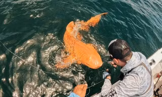 Bí ẩn cá mập màu cam, mắt trắng cắn câu ở Costa Rica