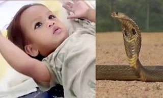 Hy hữu: Em bé hai tuổi cắn chết rắn hổ mang chúa