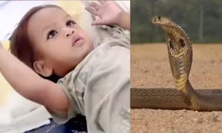Hy hữu: Em bé hai tuổi cắn chết rắn hổ mang chúa