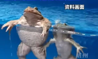 Tin bài thuốc truyền miệng, cụ bà ăn sống 8 con cóc để trị đau lưng 