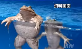 Tin bài thuốc truyền miệng, cụ bà ăn sống 8 con cóc để trị đau lưng 