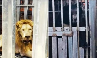 Thái Lan giải cứu gấu, sư tử bị nhốt trong sòng bạc ở biên giới Campuchia